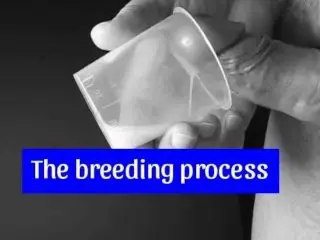 The Breeding Process