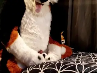 Horny Dog Humps his own Paws until he