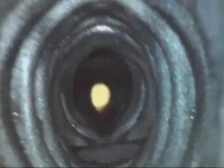 Internal View of 3 Bad Dragon Penetrables