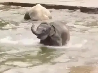 Just a Video about some Baby Elephants Passing through