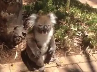 Koala Gets Pushed out of Tree :(