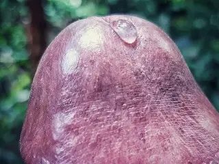 20 Yo Horney Guy can't Stop his Cock from Drooling Oddly Satisfying Precum- Extreme Close up