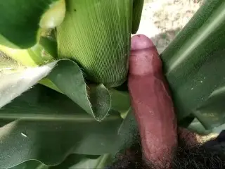 Boy is Playing with Big Cocks in Outdoor