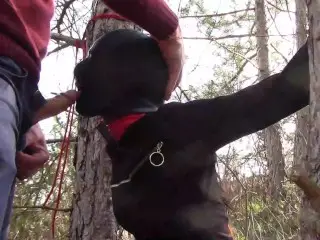 Tied to a Tree on a Sexy Outfit, Masked and Outdoor Deepthroat with no Mercy