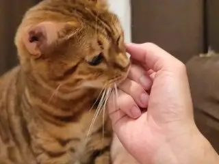 Kitty 