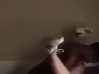 Fat hippo and a small gorilla