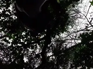 Pute au bois
