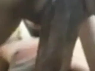 Meri Manus kan, salina parkop