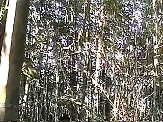 Masturbate by Bamboo