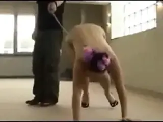 Erziehung einer Huendin