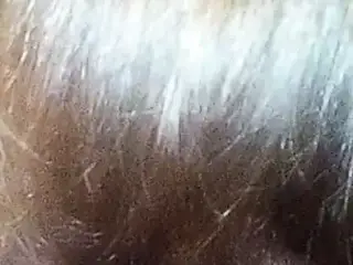 evening blowjob from pigs
