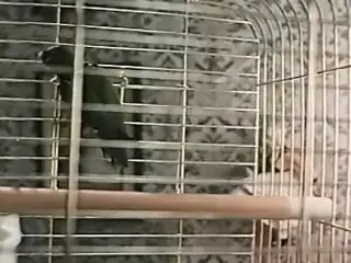 Fascination (1980)