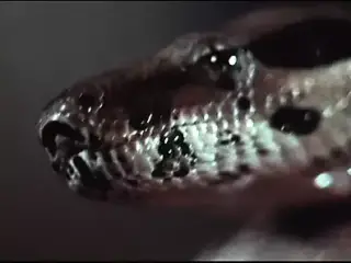 Opus 28 (8K Compressed)