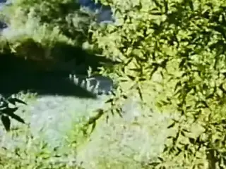 Virgin Forrest