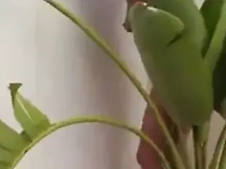 Kim has a toy friend  FM14