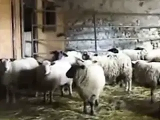 Big Grandma on the farm