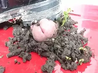 Auf dem Cockboard in den Dreck getreten....