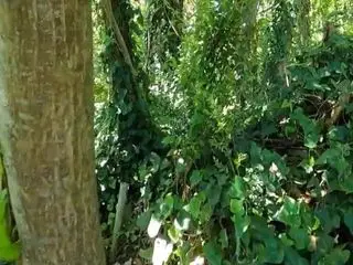 sue in the woods