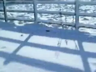 Merry Christmass Hamsters