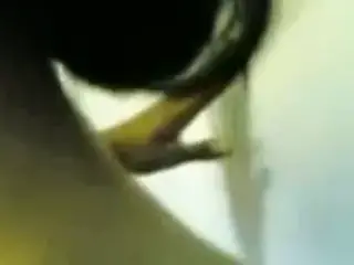 Amateur Malay