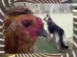 Goddess sissy trainer 3