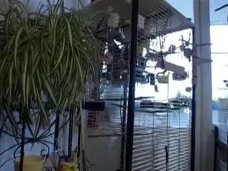 German hausfrau orgy