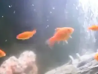 my baby turtles swimming in fish tank with goldfish