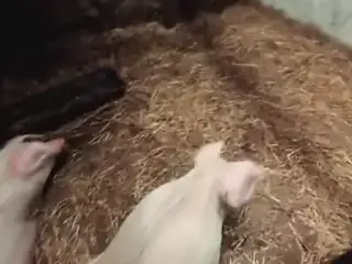 Pigsty Champagne Orgy