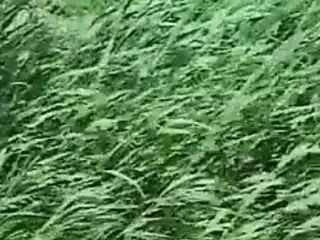 Mature Woman Group Sex