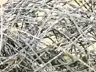 video 172 BDSM slave