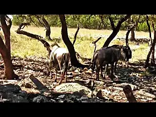 Cougar School (2009)