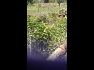 Hawk's nest in Naples