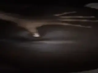 chocolate bbw doggystyle