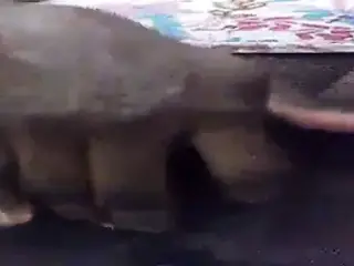 Batendo uma seririca numa xana negra e gostosa