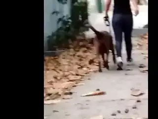 A gata e o cachorro