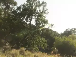 Lauren and hubby drives to the jungle and fuck fiercely