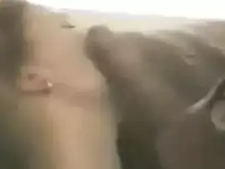 nice blowjob girl sucks big cock