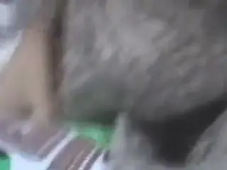 British quickie