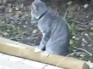 Getting Cat!!