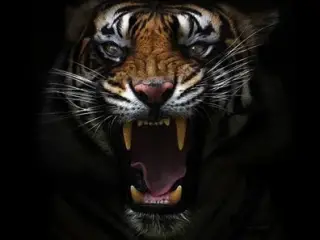 PornoStarSMS - Ani Blackfox