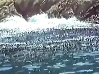 Le yatch des partouzes