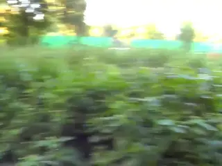 cumface in public