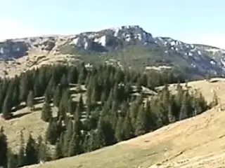 the secret forest