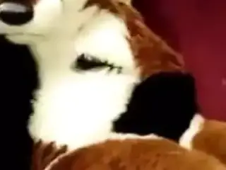 female fox masturbating