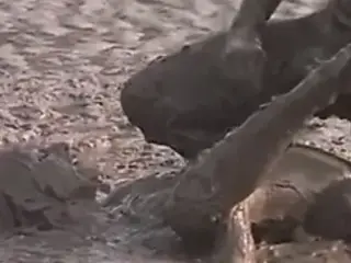 Fuck in the mud