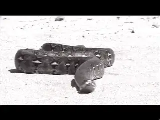 Le schiave anali di Sirius (Full Movie HD Restyling Version)