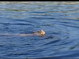 Arielle die Meerjungfrau - part #01