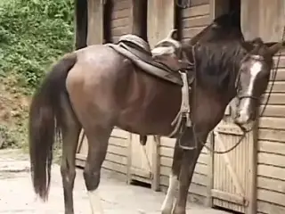 Brunette cowgirl gets a fat cock to fuck after getting her pussy eaten