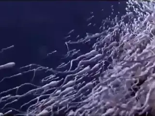 Cumpilation