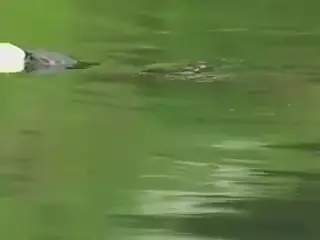 Snake dance